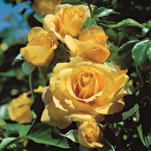 ABSOLUTELY FABULOUS (floribunda)